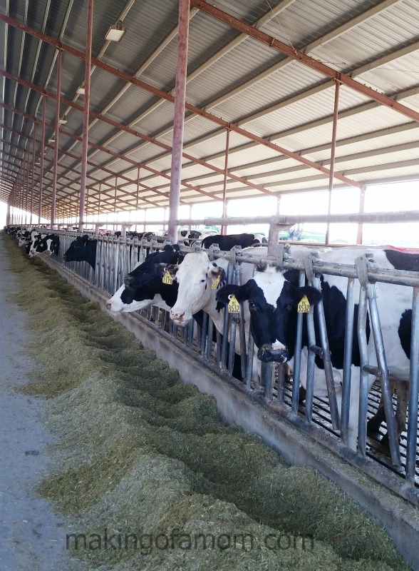 McCarty-Dairy-Cows