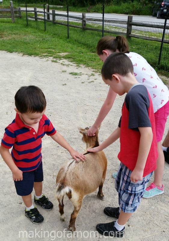 Waildlife-Park-Goat
